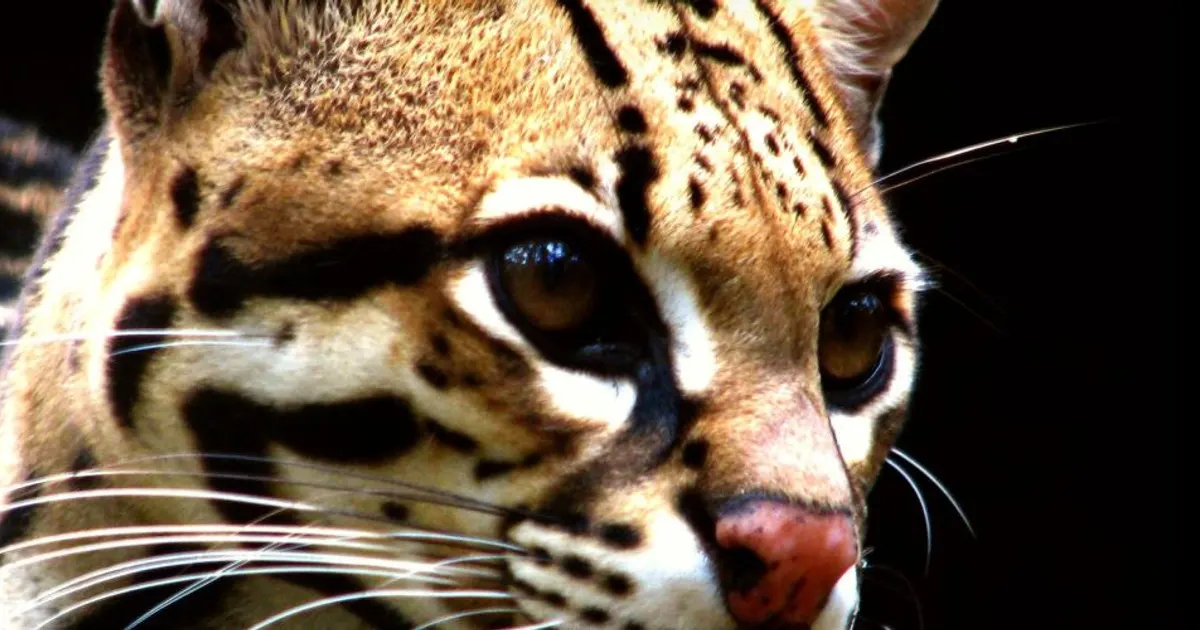 Imagem de Mudanças Climáticas e seus Efeitos na Fauna Brasileira em 2026: Desafios e Perspectivas